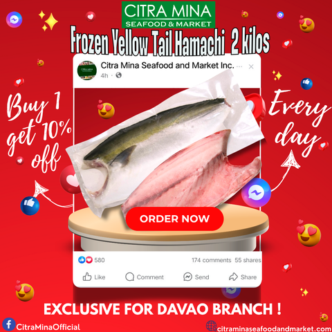 Frozen Yellow Tail Hamachi  2kilos