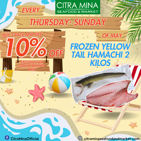 Frozen Yellow Tail Hamachi  2kilos